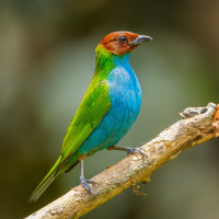 Bay-headed Tanager